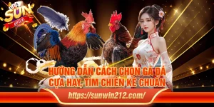 Hướng dẫn cách chọn gà đá cựa hay, tìm chiến kê chuẩn