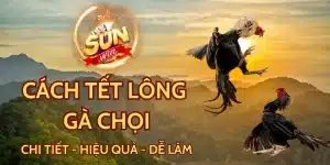 Cách Tết Lông Gà Chọi