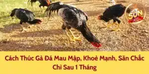 Cách Thúc Gà Đá Mau Mập