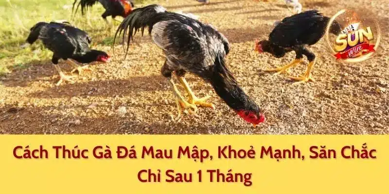 Cách Thúc Gà Đá Mau Mập