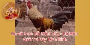 Đá Gà Cựa Sắt Miền Tây